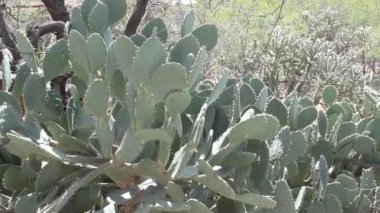 Arizona 'da çölün sıcak kumlarında yetişen dikenli bir armut kaktüsü.