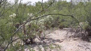 Arizona çölünde yetişen Cholla kaktüsü.