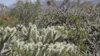 Arizona çölünde yetişen Cholla kaktüsü ve arka planda bir dağ.