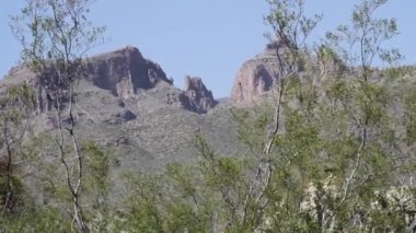 Arizona 'da bir dağın yakınında büyüyen bir agarita çalısı.