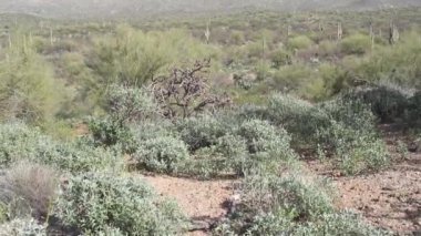 Saguaro ve cholla kaktüsü Arizona 'daki Saguaro Ulusal Parkı' nda yetişiyor.