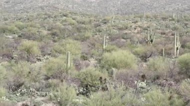 Saguaro ve fıçı kaktüsü Arizona 'daki Saguaro Ulusal Parkı' nda yetişiyor.