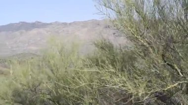 Saguaro ve fıçı kaktüsü Arizona 'daki Saguaro Ulusal Parkı' nda yetişiyor.