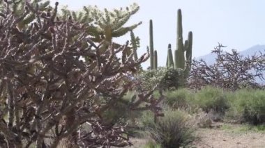 Saguaro ve cholla kaktüsü Arizona 'daki Saguaro Ulusal Parkı' nda yetişiyor.
