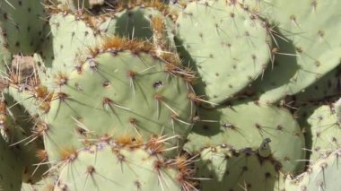 Arizona 'da çölün sıcak kumlarında yetişen dikenli bir armut kaktüsü.