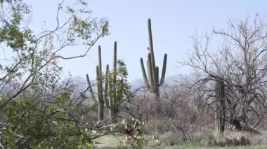 Saguaro ve dikenli armut kaktüsü Arizona 'daki Saguaro Ulusal Parkı' nda yetişiyor.