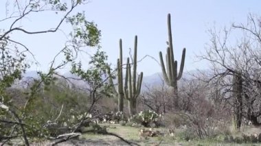 Saguaro ve dikenli armut kaktüsü Arizona 'daki Saguaro Ulusal Parkı' nda yetişiyor.