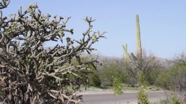 Saguaro ve cholla kaktüsü Arizona 'daki Saguaro Ulusal Parkı' nda yetişiyor.