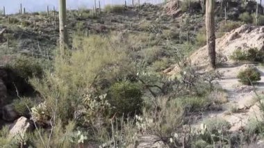 Arizona 'daki Saguaro Ulusal Parkı' nda yetişen Saguaro kaktüsü.