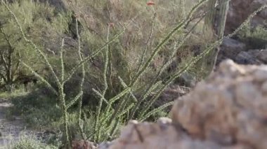 Arizona çölünde yetişen uzun bir ocotillo kaktüsü.