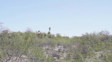 Agarita çalıları çölde rüzgarda savruluyor.