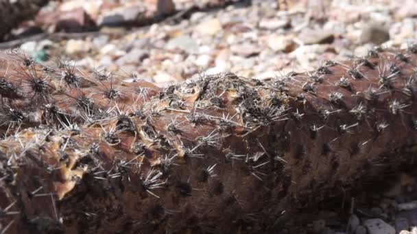 Cactus Morto Nella Sporcizia Vicino Una Macchia Nel Deserto — Video Stock