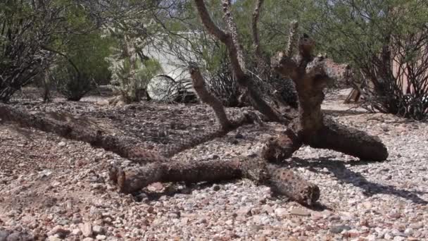 Martwy Kaktus Brudzie Pobliżu Jakiejś Szczotki Pustyni — Wideo stockowe
