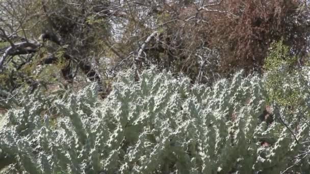 Cholla Kaktusów Rośnie Pustyni Arizona — Wideo stockowe