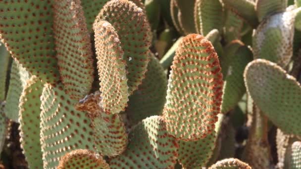 Cactus Poire Épineuse Poussant Dans Sable Chaud Désert Arizona — Video
