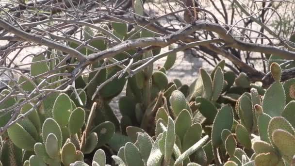 アリゾナ州の砂漠の熱い砂の中で成長している恐ろしい梨のサボテン — ストック動画