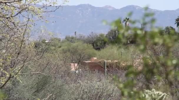 Krajobraz Tucson Arizona Górą Domami — Wideo stockowe