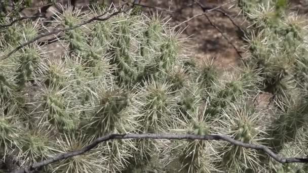 Cholla Kaktusów Rośnie Pustyni Arizona — Wideo stockowe