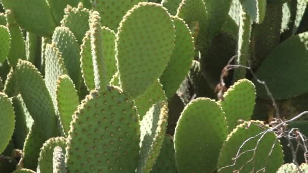 Cactus Poire Épineuse Poussant Dans Sable Chaud Désert Arizona — Video