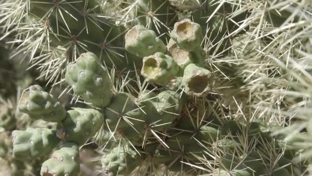 Кактус Чолла Растет Пустыне Аризона — стоковое видео
