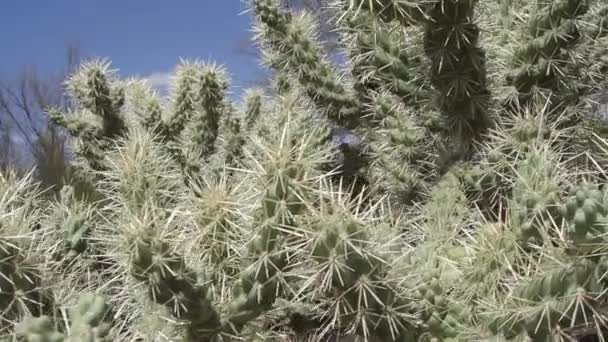 Cholla Kaktusów Rośnie Pustyni Arizona — Wideo stockowe