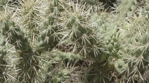 Cholla Kaktusów Rośnie Pustyni Arizona — Wideo stockowe