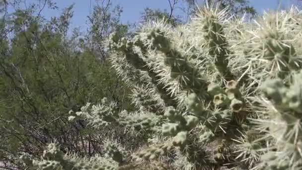 Arizona Çölünde Yetişen Cholla Kaktüsü — Stok video