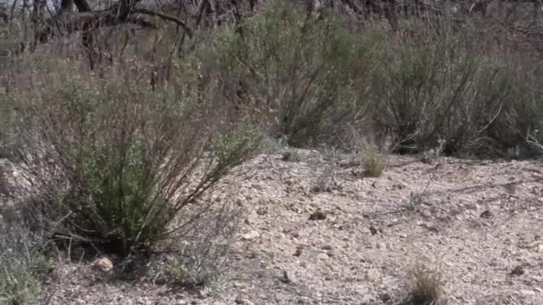 Diverse Levende Dode Planten Struikgewas Borstel Arizona Woestijn — Stockvideo