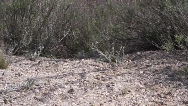 Różne Żywe Martwe Rośliny Szczotka Czyszczenia Pustyni Arizona — Wideo stockowe