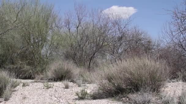 Różne Żywe Martwe Rośliny Szczotka Czyszczenia Pustyni Arizona — Wideo stockowe