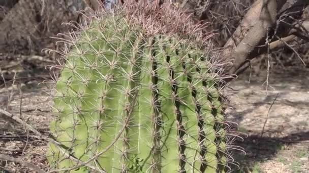 Petit Cactus Tonneau Dans Désert Sablonneux Arizona — Video