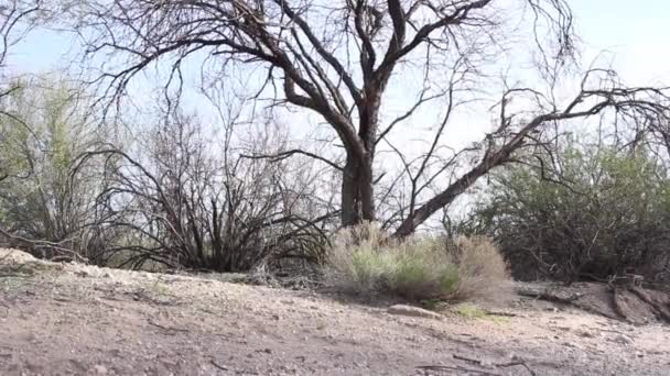 Różne Żywe Martwe Rośliny Szczotka Czyszczenia Pustyni Arizona — Wideo stockowe