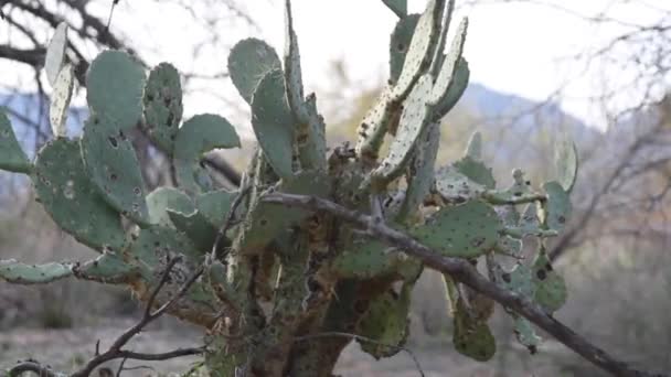 Arizona Nın Sıcak Çölünde Ölen Dikenli Bir Armut Kaktüsü — Stok video