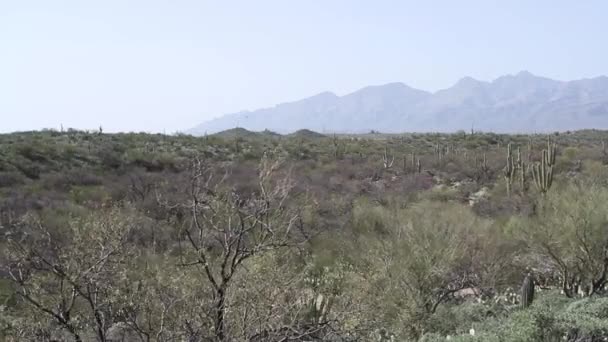 Saguaro Kaktusy Rośnie Parku Narodowym Saguaro Arizonie — Wideo stockowe