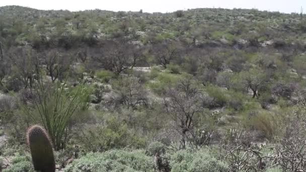 Bomen Een Vat Cactus Groeiend Saguaro National Park Arizona — Stockvideo