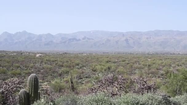 Saguaro Och Fat Kaktusar Växer Saguaro Nationalpark Arizona Med Berg — Stockvideo
