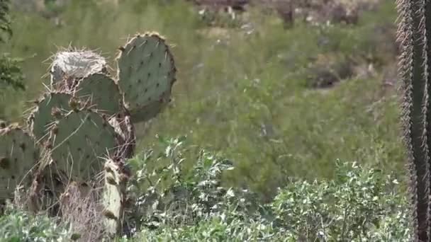 Een Stekelige Peer Cactus Groeiend Het Hete Zand Van Woestijn — Stockvideo