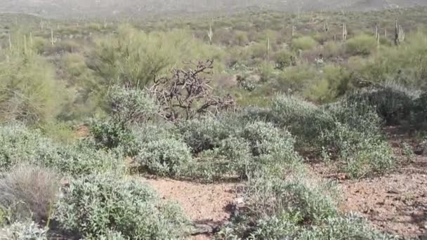 Saguaro Cholla Cactussen Groeien Het Saguaro National Park Arizona Met — Stockvideo
