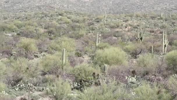 Saguaro Beczka Kaktusów Rośnie Parku Narodowym Saguaro Arizonie Górami Tle — Wideo stockowe