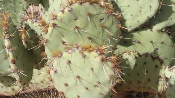 Sebuah Kaktus Pir Berduri Tumbuh Pasir Panas Gurun Arizona — Stok Video