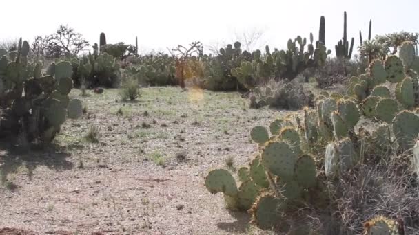 Kaktus Gruszkowy Rośnie Pobliżu Kaktusów Saguaro Cholla Gorącym Piasku Pustyni — Wideo stockowe