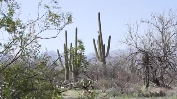 アリゾナ州のサガロ国立公園で栽培されているサガロと梨サボテンは 背景に山があります — ストック動画
