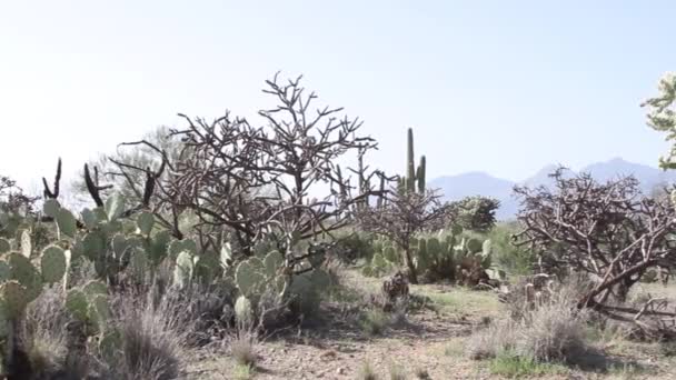 Kaktus Gruszkowy Rośnie Pobliżu Kaktusów Saguaro Cholla Gorącym Piasku Pustyni — Wideo stockowe