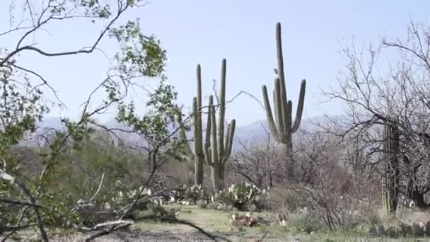 アリゾナ州のサガロ国立公園で栽培されているサガロと梨サボテンは 背景に山があります — ストック動画