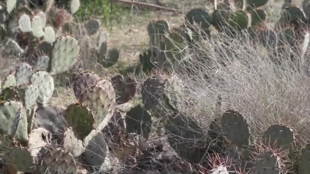 Cactus Spinoso Che Cresce Nella Sabbia Calda Del Deserto Arizona — Video Stock