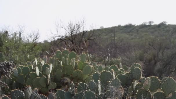 アリゾナ州の砂漠の熱い砂の中で成長しているナシのサボテンで 背景に山があります — ストック動画