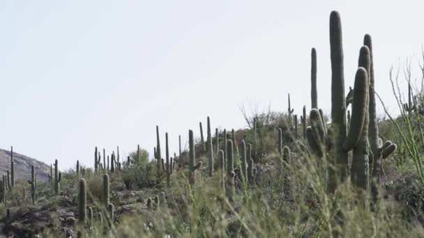 Cactus Saguaro Che Crescono Nel Parco Nazionale Del Saguaro Arizona — Video Stock