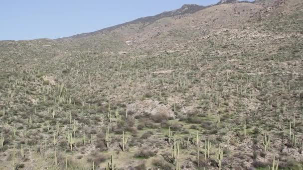 Cactus Saguaro Creciendo Parque Nacional Saguaro Arizona Con Montañas Fondo — Vídeos de Stock