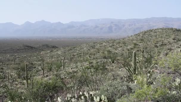 Saguaro Cactussen Groeien Het Saguaro National Park Arizona Met Bergen — Stockvideo