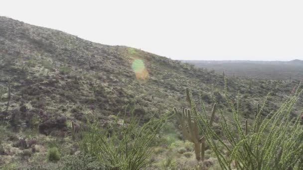 Saguaro Cactussen Groeien Het Saguaro National Park Arizona Met Bergen — Stockvideo